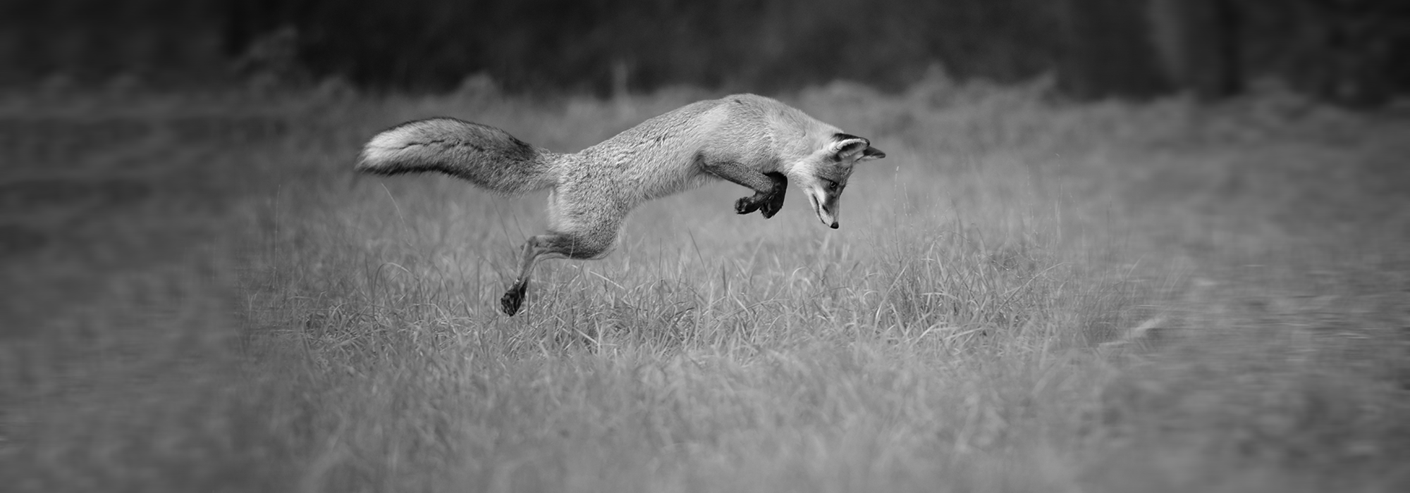 Fuchs im Sprung